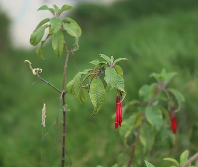 Fuchsia boliviana, photographed by Steven Bodzin