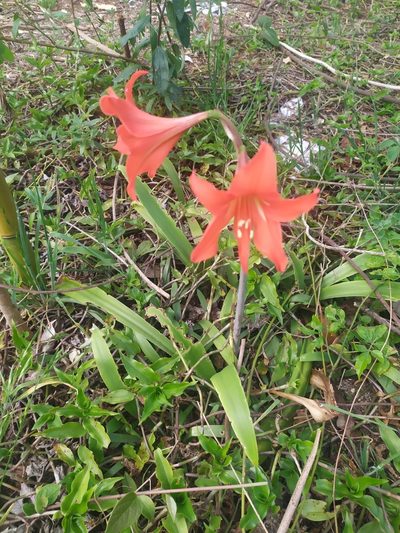 Hippeastrum petiolatum, photographed by Rafael Tosi