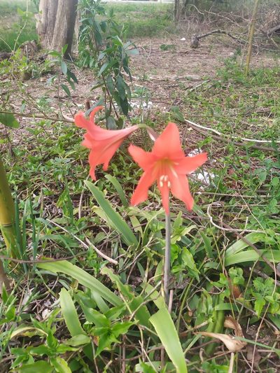 Hippeastrum petiolatum, photographed by Rafael Tosi