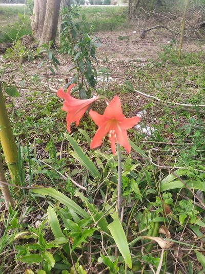 Hippeastrum petiolatum, photographed by Rafael Tosi