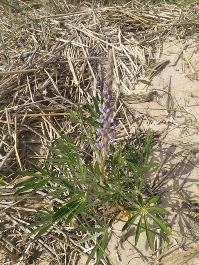 Lupinus albescens, photographed by Rafael Tosi