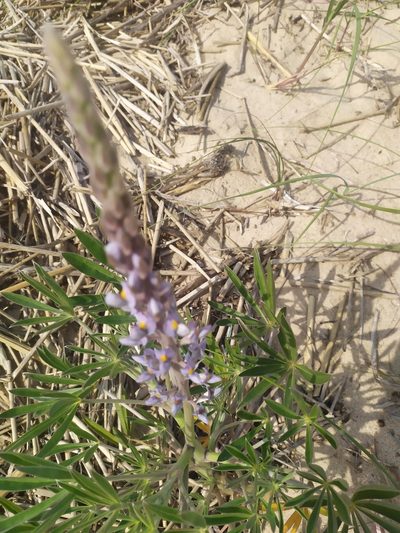 Lupinus albescens, photographed by Rafael Tosi