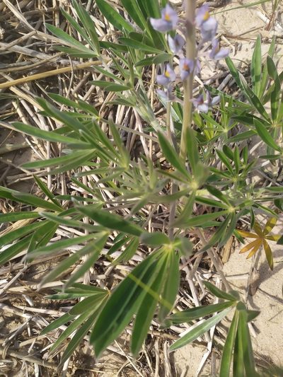 Lupinus albescens, photographed by Rafael Tosi