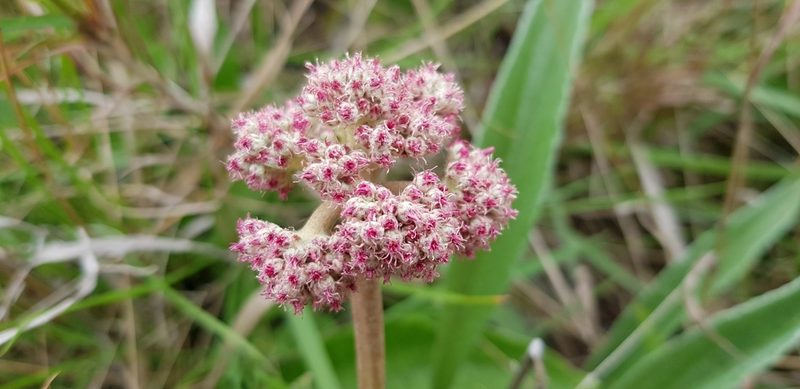 Helichrysum griseum, photographed by Suvarna Parbhoo Mohan