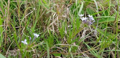 Pentanisia angustifolia, photographed by Suvarna Parbhoo Mohan