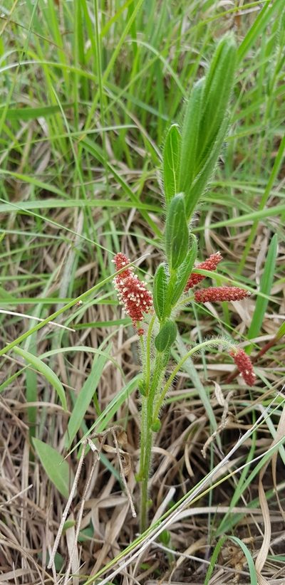 Acalypha peduncularis, photographed by Suvarna Parbhoo Mohan