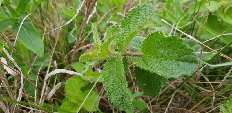 Acalypha peduncularis, photographed by Suvarna Parbhoo Mohan