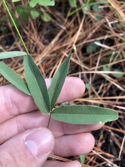 Galactia erecta, photographed by John Kees