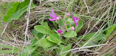 Senecio speciosus, photographed by Suvarna Parbhoo Mohan