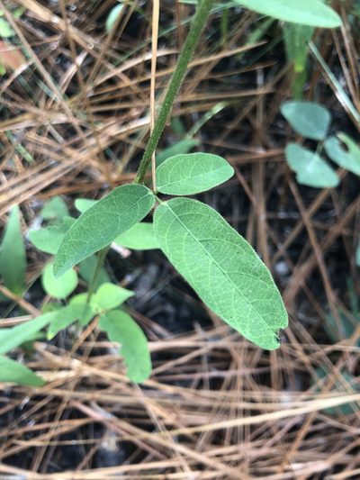 Desmodium obtusum, photographed by John Kees