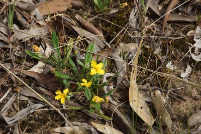 Goodenia geniculata, photographed by Rod Lowther