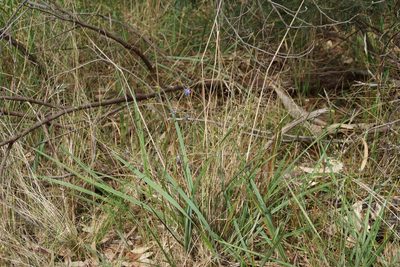 Dianella revoluta, photographed by Rod Lowther