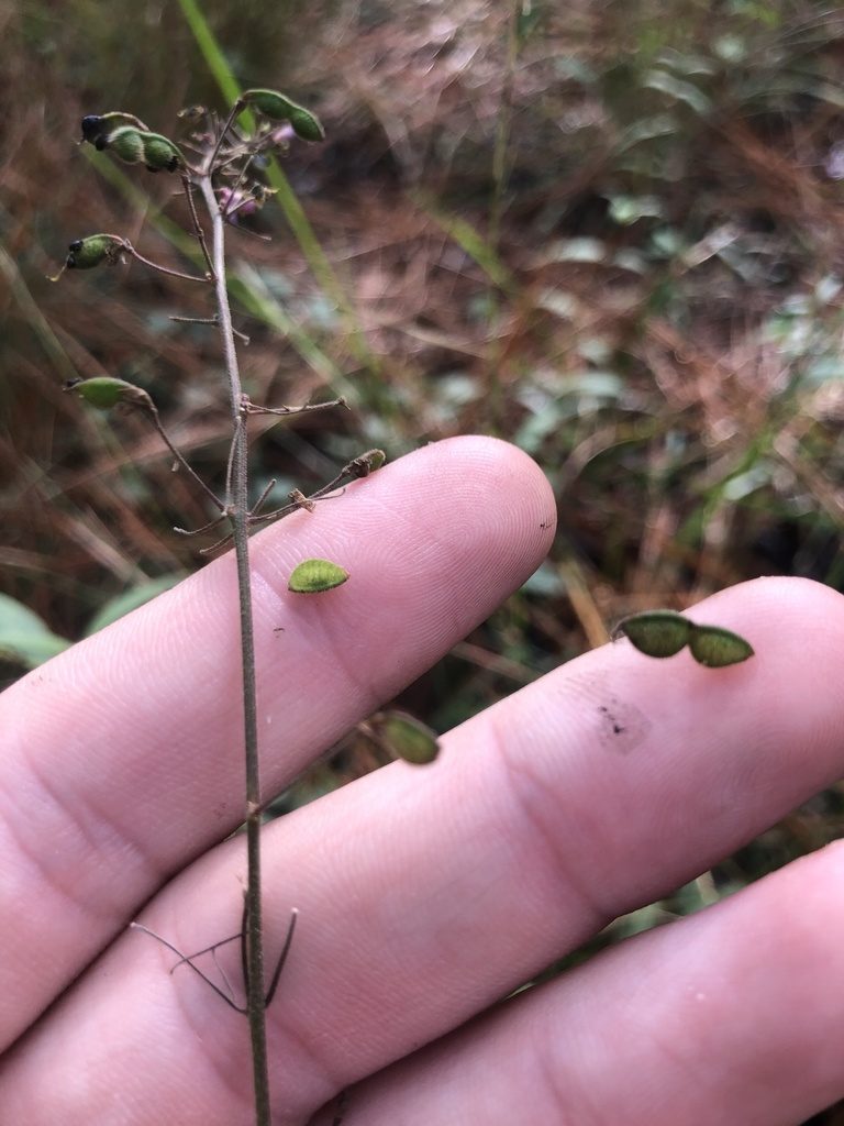 Desmodium obtusum, photographed by John Kees