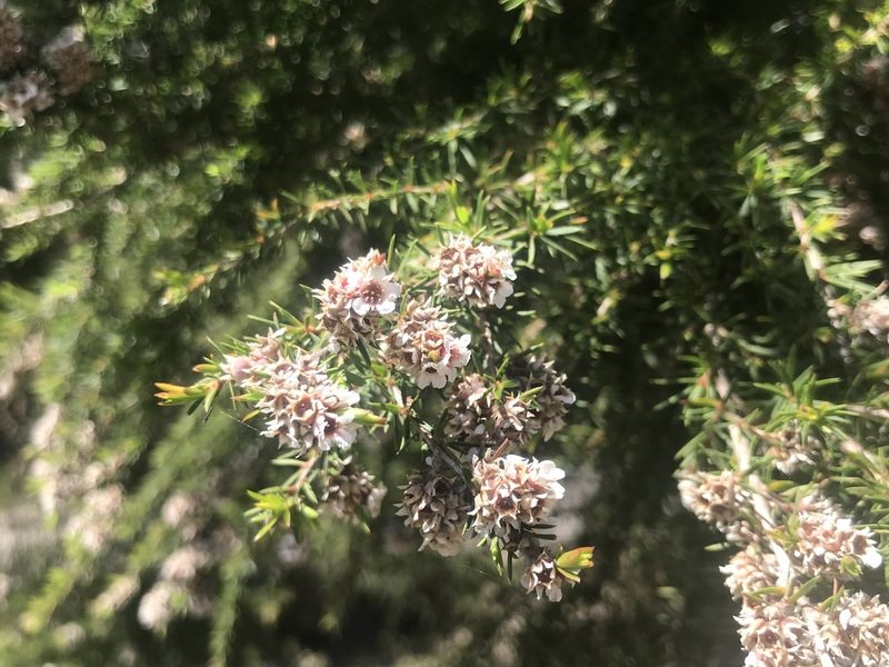 Taxandria juniperina, photographed by Ann Bentley
