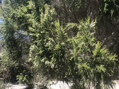 Taxandria juniperina, photographed by Ann Bentley