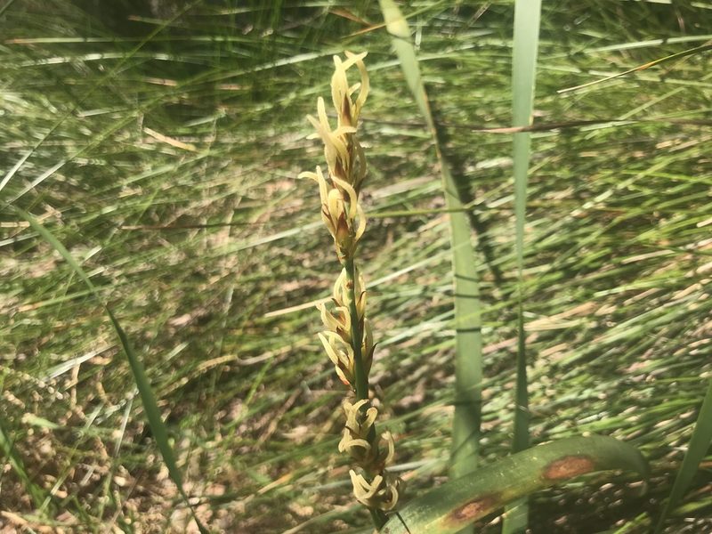 Anarthria scabra, photographed by Ann Bentley