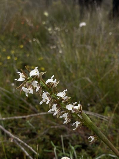 Prasophyllum odoratum, photographed by John Van Den Nouwelant