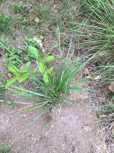 Chlorophytum saundersiae, photographed by Sunčana Bradley