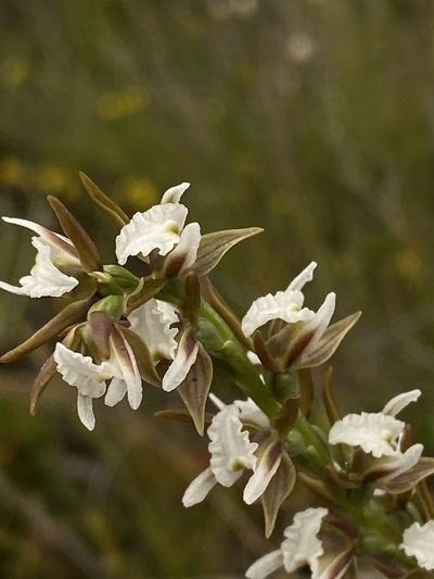Prasophyllum odoratum, photographed by John Van Den Nouwelant