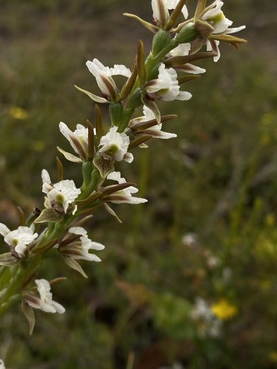 Prasophyllum odoratum, photographed by John Van Den Nouwelant