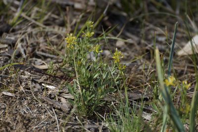 Pimelea curviflora, photographed by Rod Lowther