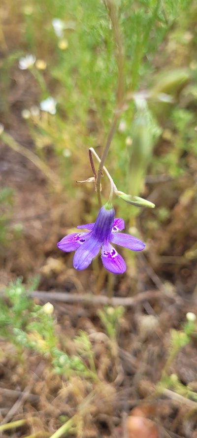 Conanthera trimaculata, photographed by Darío De la Fuente