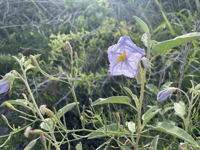 Solanum hindsianum, photographed by Jim Riley