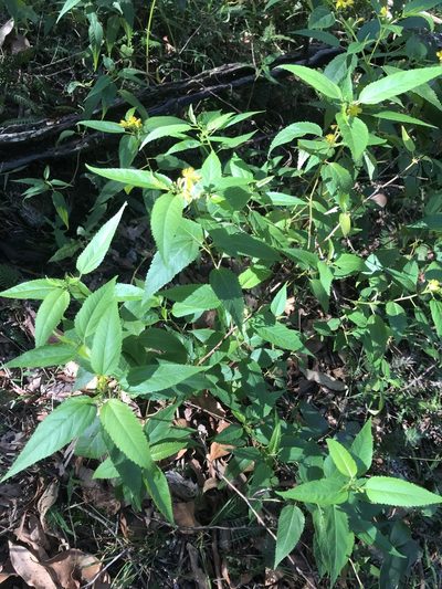 Corchorus cunninghamii, photographed by tallarook