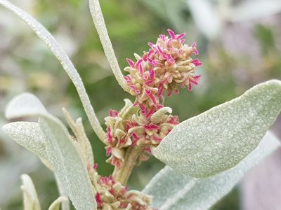 Atriplex cinerea, photographed by Lek Khauv