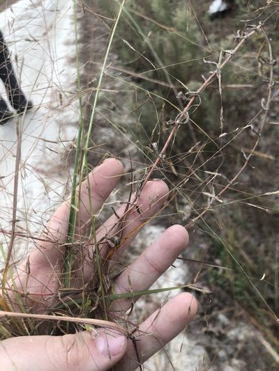Eragrostis refracta, photographed by John Kees
