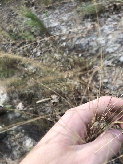 Eragrostis refracta, photographed by John Kees