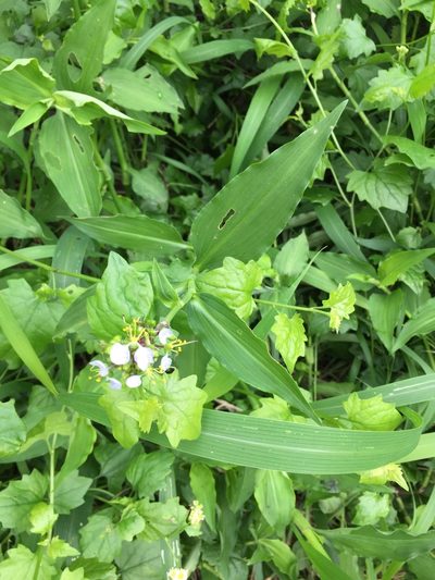 Aneilema dregeanum, photographed by Sunčana Bradley