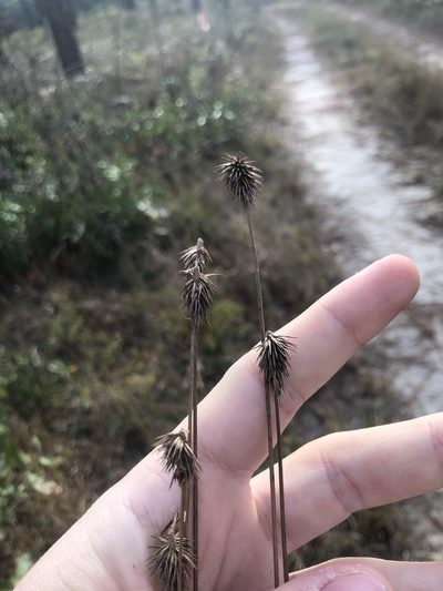 Cyperus plukenetii, photographed by John Kees