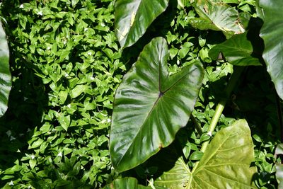 Colocasia fontanesii, photographed by Thomas Mesaglio