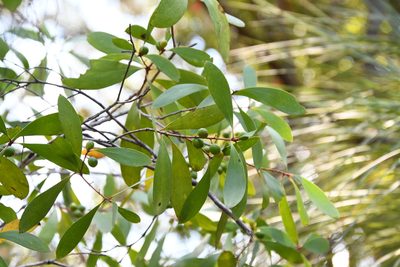 Persoonia levis, photographed by Thomas Mesaglio
