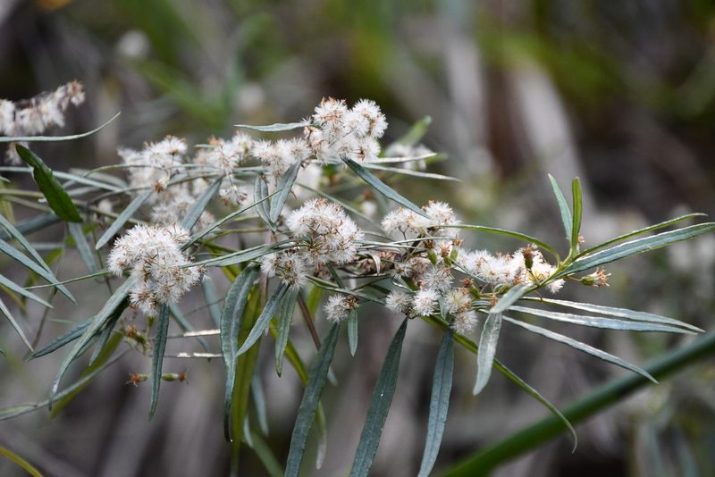 Olearia viscidula, photographed by Thomas Mesaglio