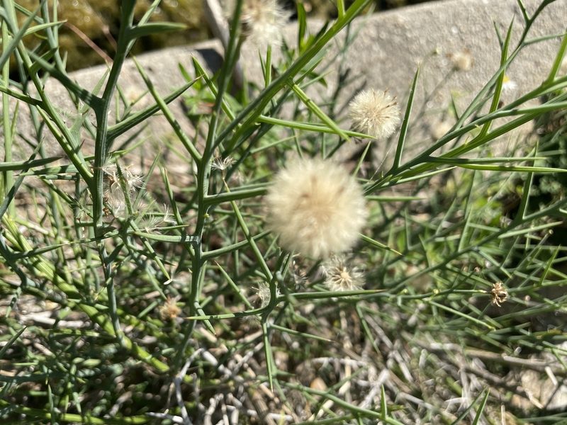 Chloracantha spinosissima, photographed by Jim Riley