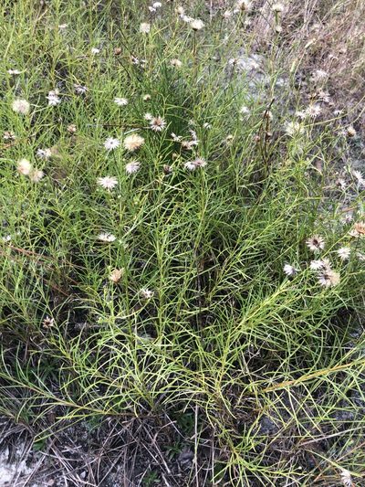Pityopsis pinifolia, photographed by John Kees