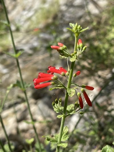 Russelia retrorsa, photographed by Jim Riley