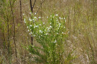 Prostanthera nivea, photographed by Rod Lowther