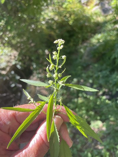 Hybanthus fruticulosus, photographed by Jim Riley
