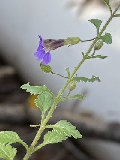 Stemodia pusilla, photographed by Jim Riley