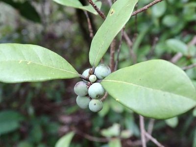 Litsea rotundifolia, photographed by Toby Y