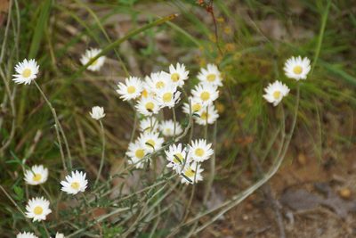 Argentipallium obtusifolium, photographed by Rod Lowther