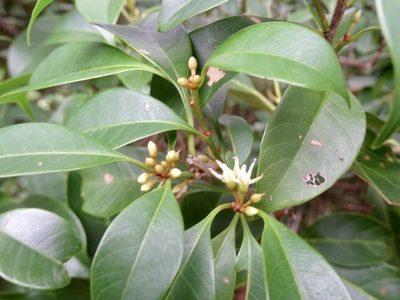 Sideroxylon wightianum, photographed by Toby Y