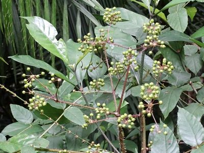 Aralia finlaysoniana, photographed by Toby Y