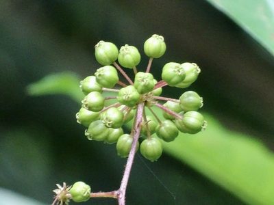 Aralia finlaysoniana, photographed by Toby Y