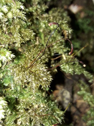 Hypnodendron arcuatum, photographed by naturewatchwidow