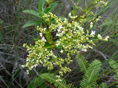 Hedyotis acutangula, photographed by Toby Y
