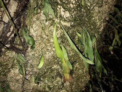 Loxogramme dictyopteris, photographed by naturewatchwidow